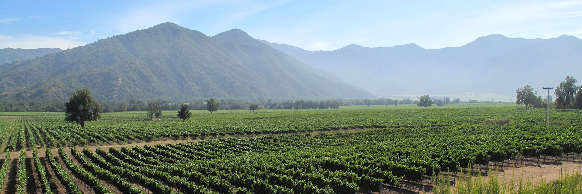 Vineyard in Chile's Winelands region
