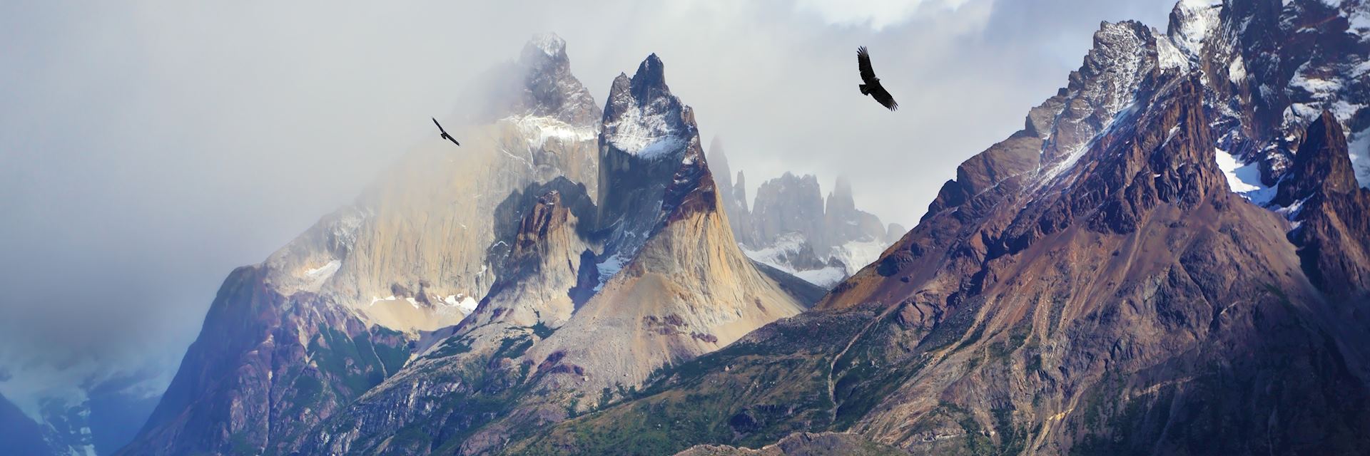 Andean condors in Torres del Paine