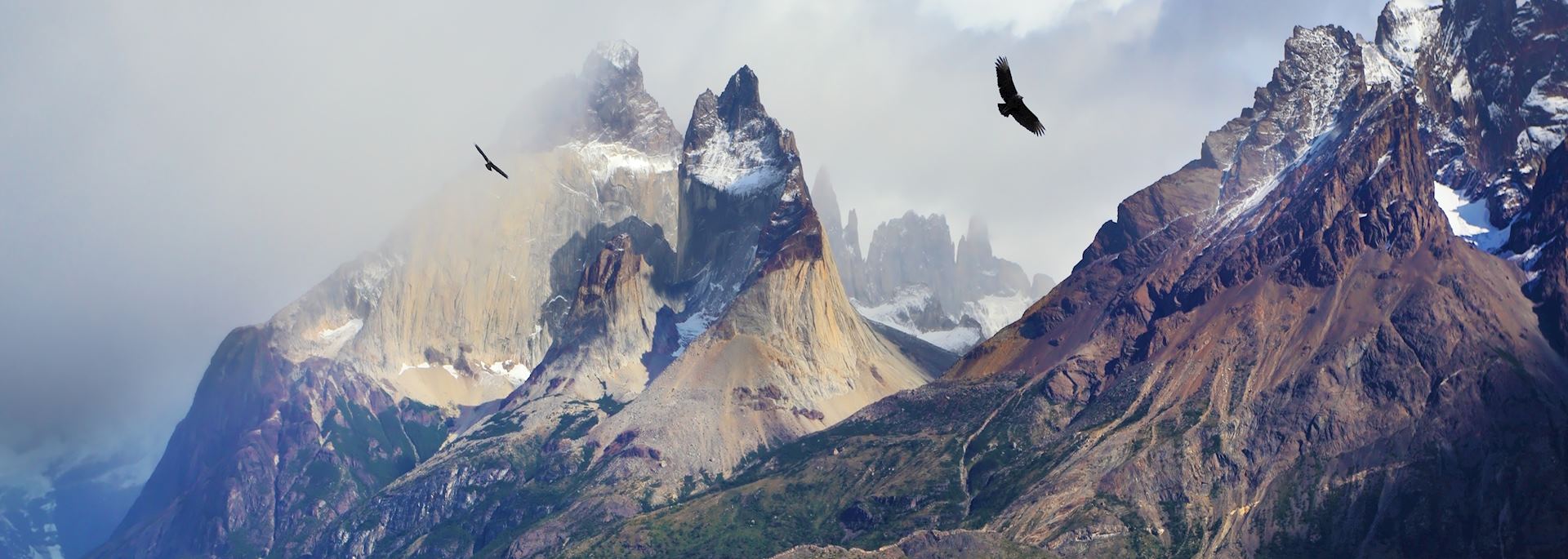 Andean condors in Torres del Paine