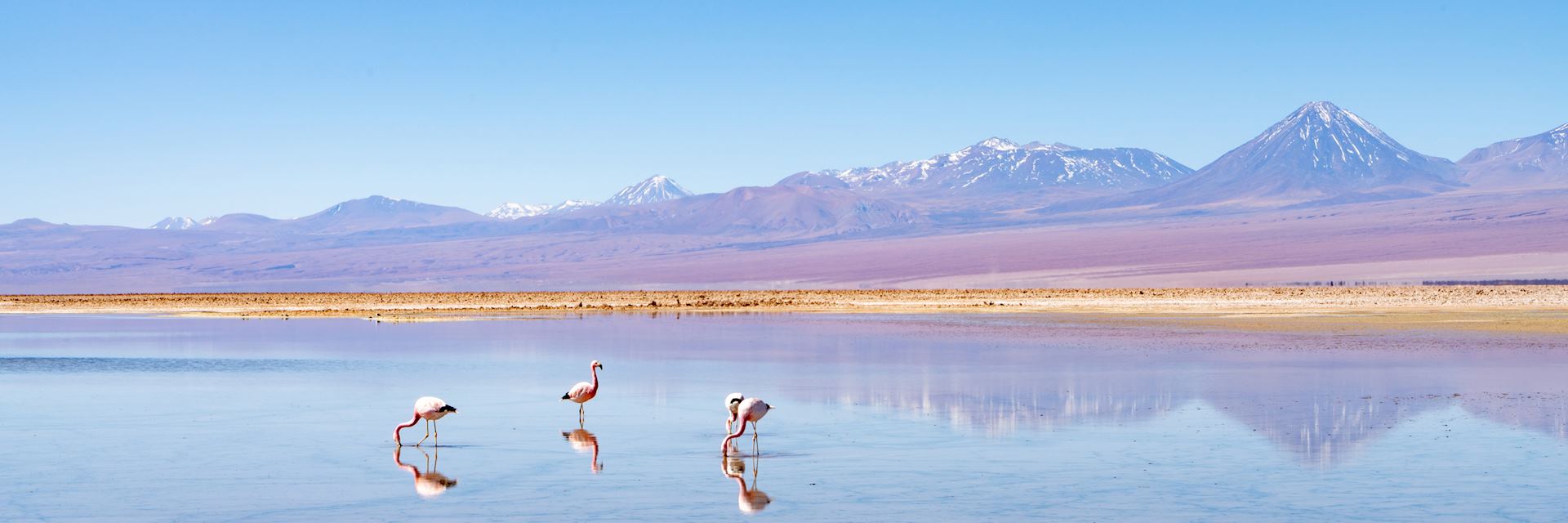 Flamingos in San Pedro de Atacama