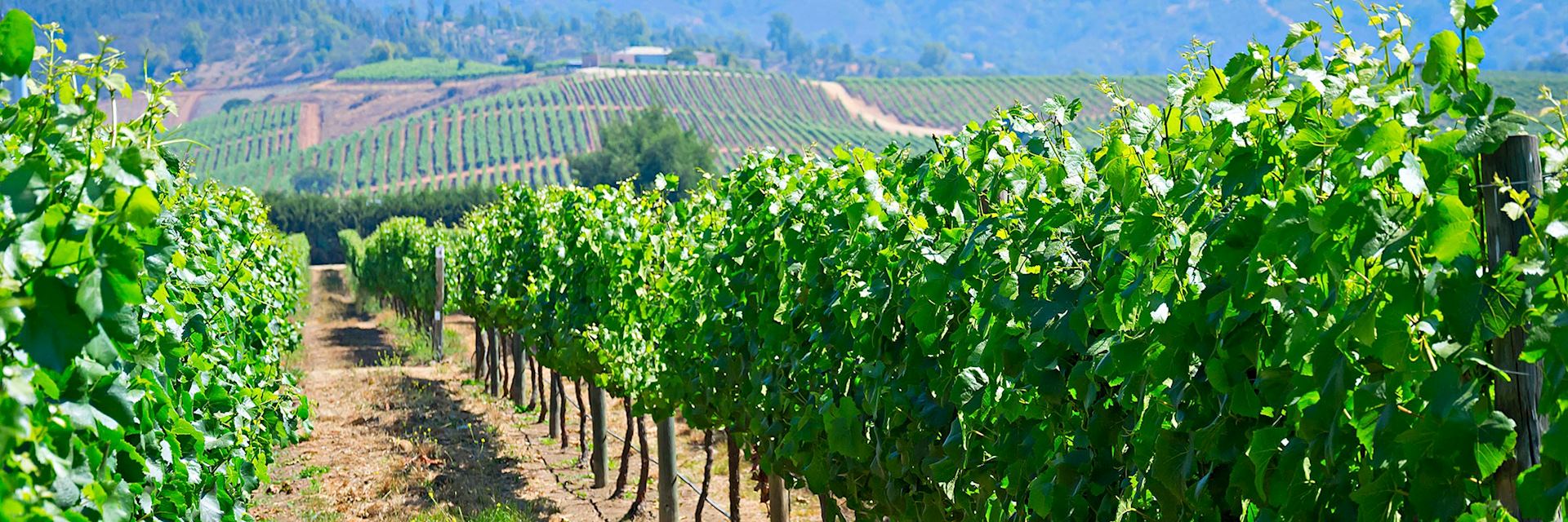 Vineyard in Chile