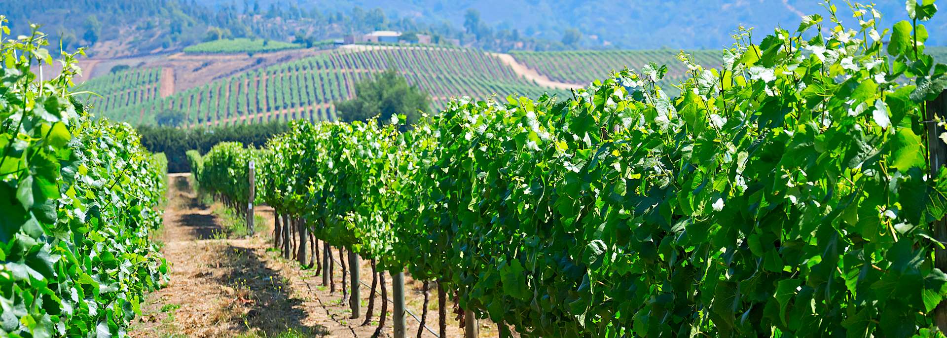 Vineyard in Chile