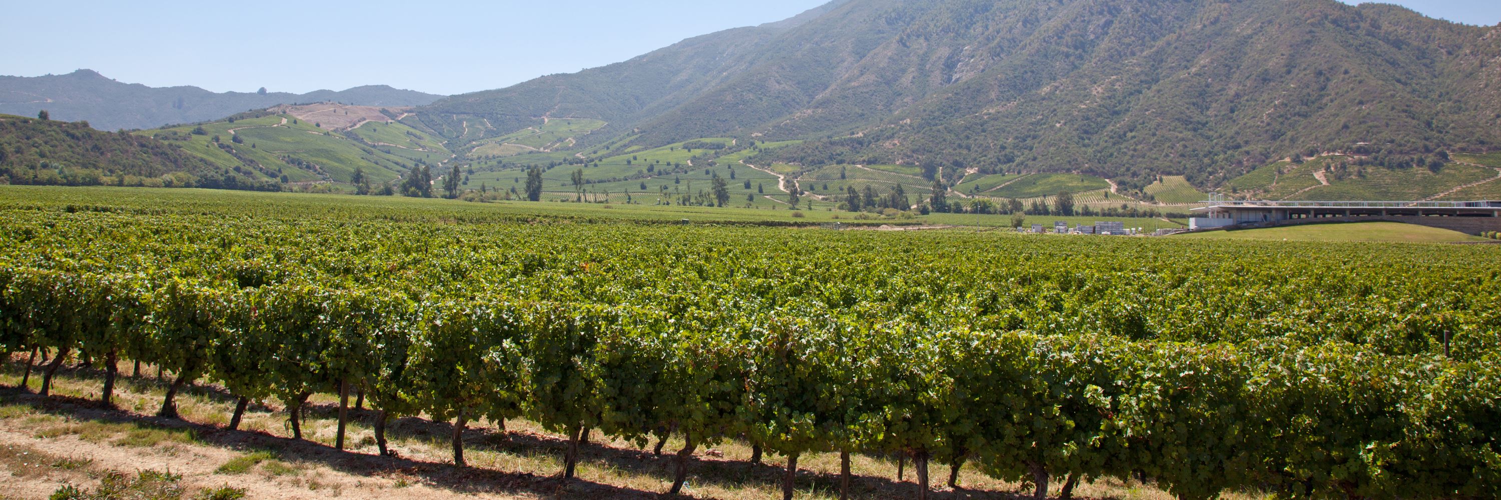 Visit Santa Cruz the Wineries Chile Audley Travel US