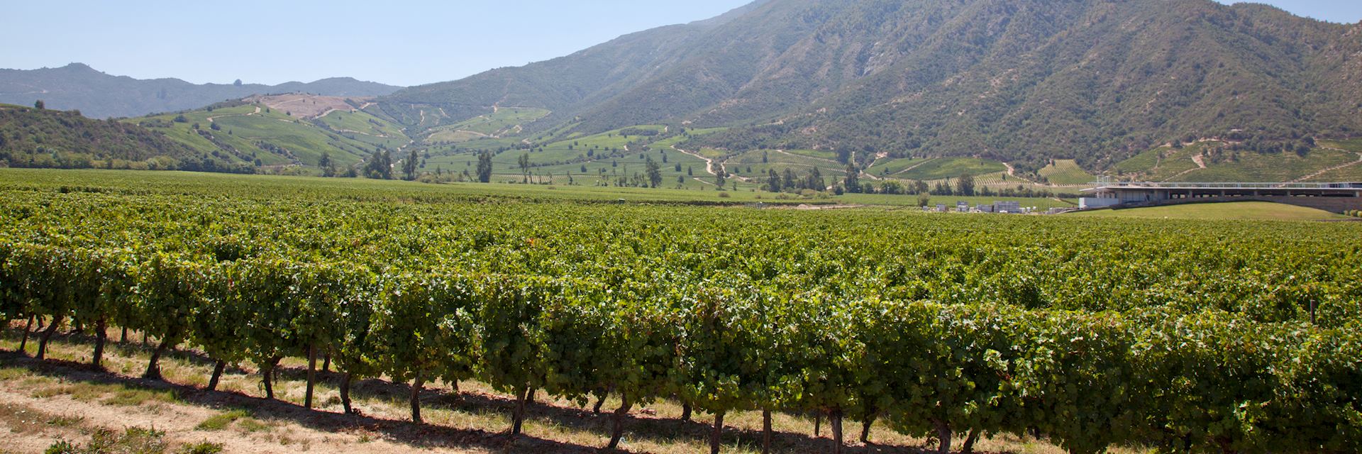 Vineyard in the Colchagua Valley