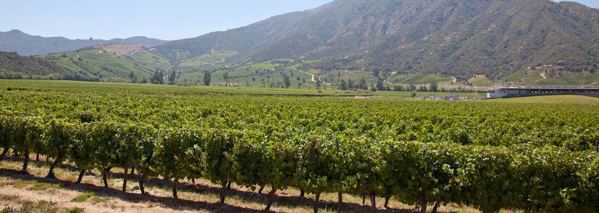 Vineyard in the Colchagua Valley