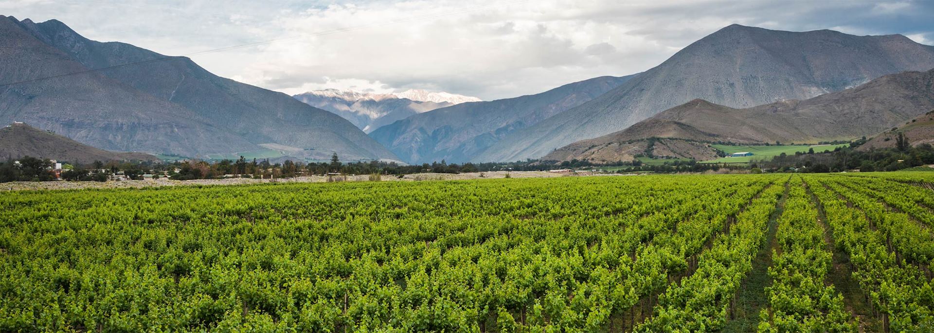 Elqui Valley vineyard