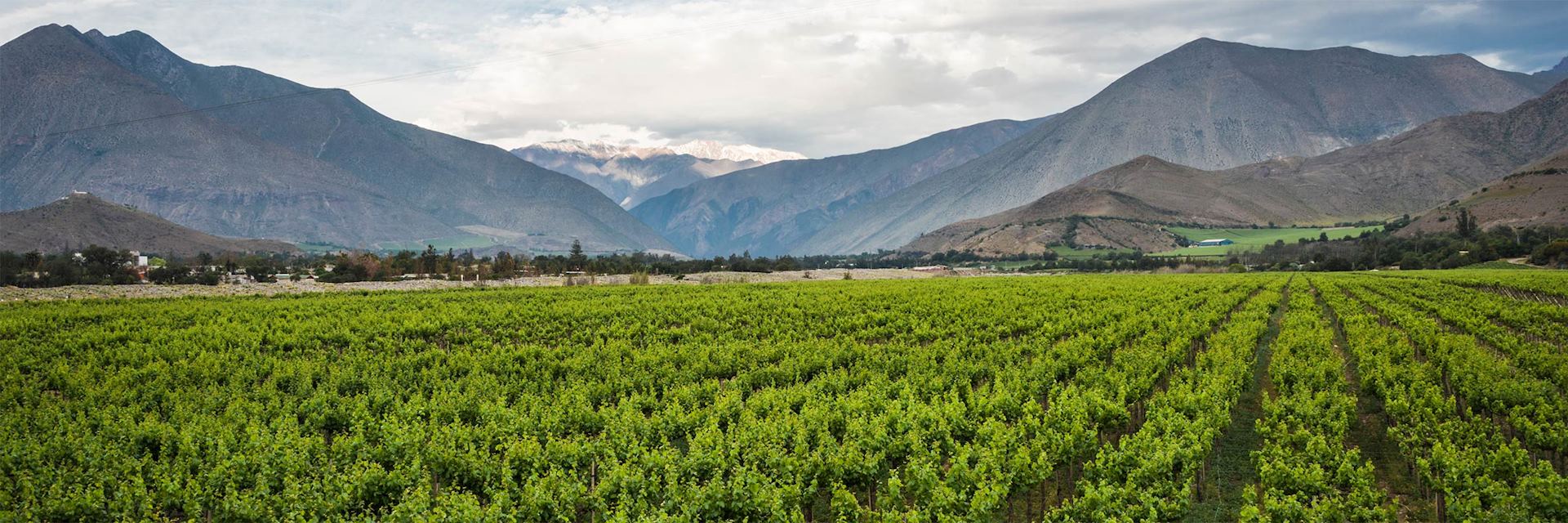 Elqui Valley vineyard