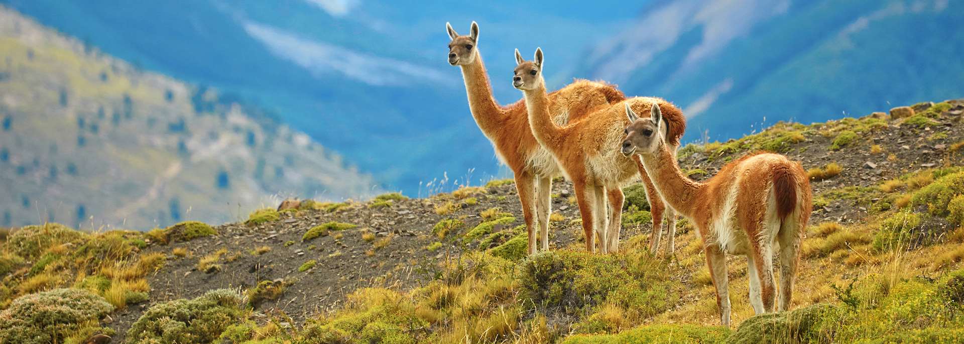 Guanacos in Torres del Paine National Park
