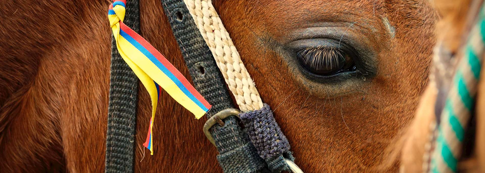 Horseback tour