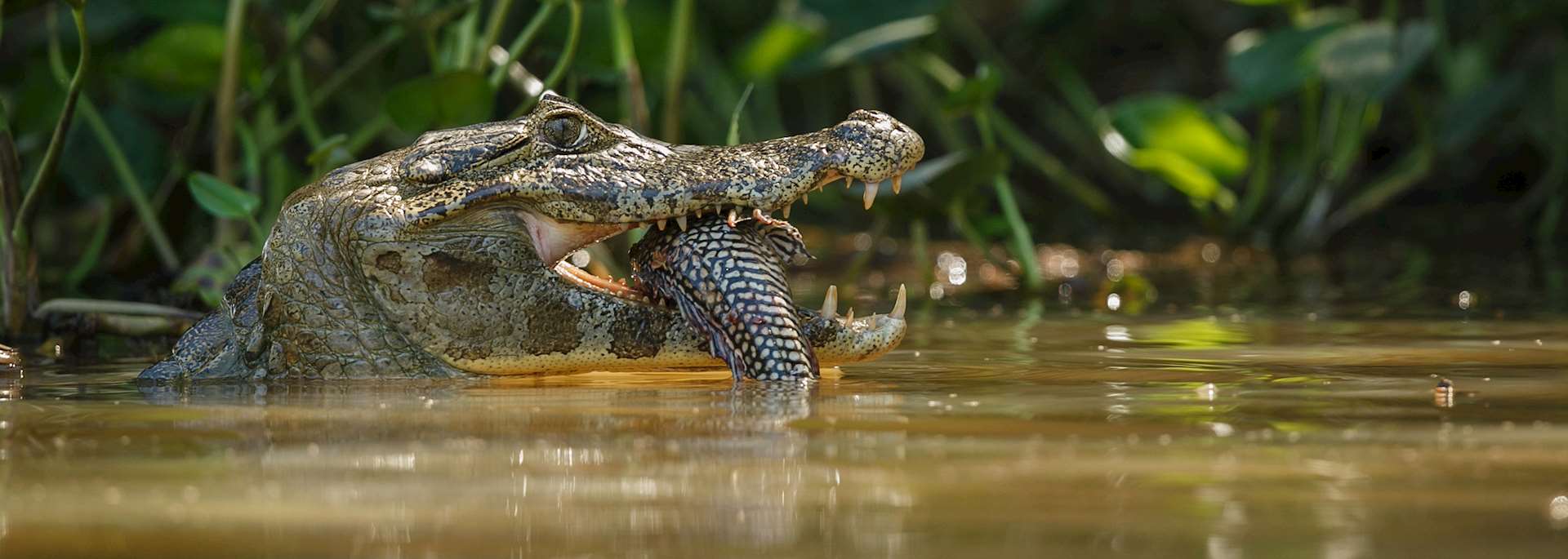 Caiman in Los Llanos