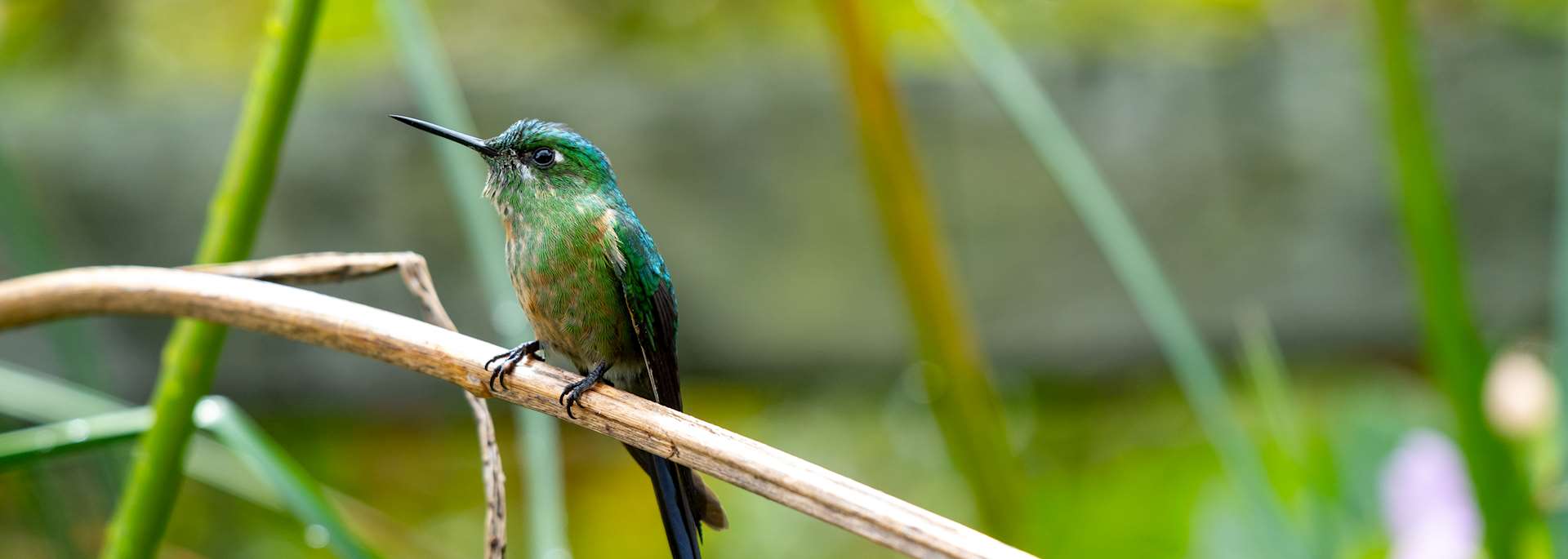 Hummingbird in Cocora Valley