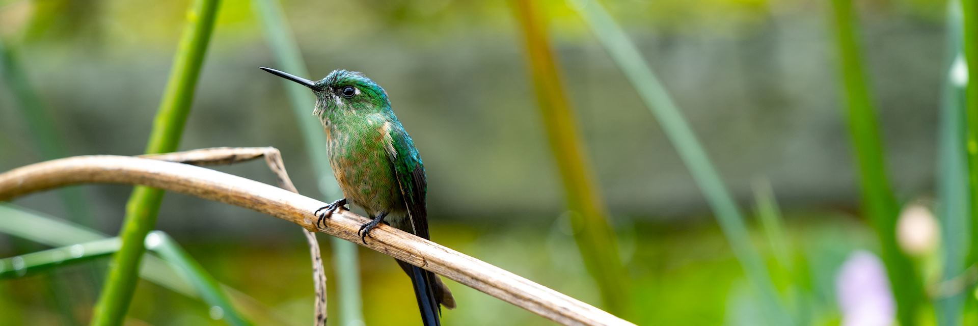 Hummingbird in Cocora Valley