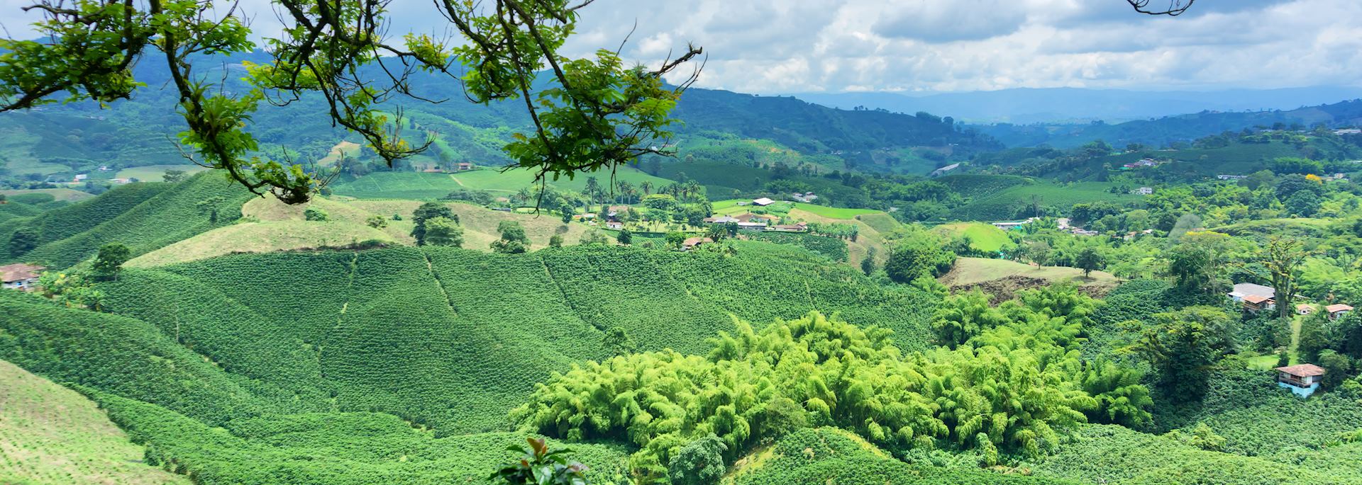 Zona Cafetera