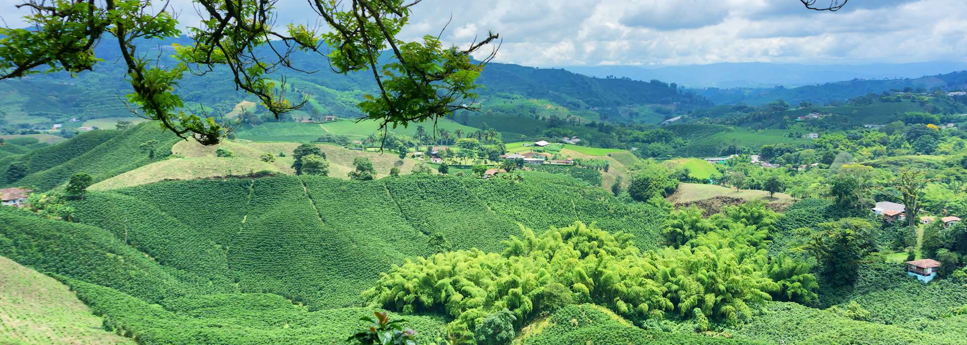 Zona Cafetera