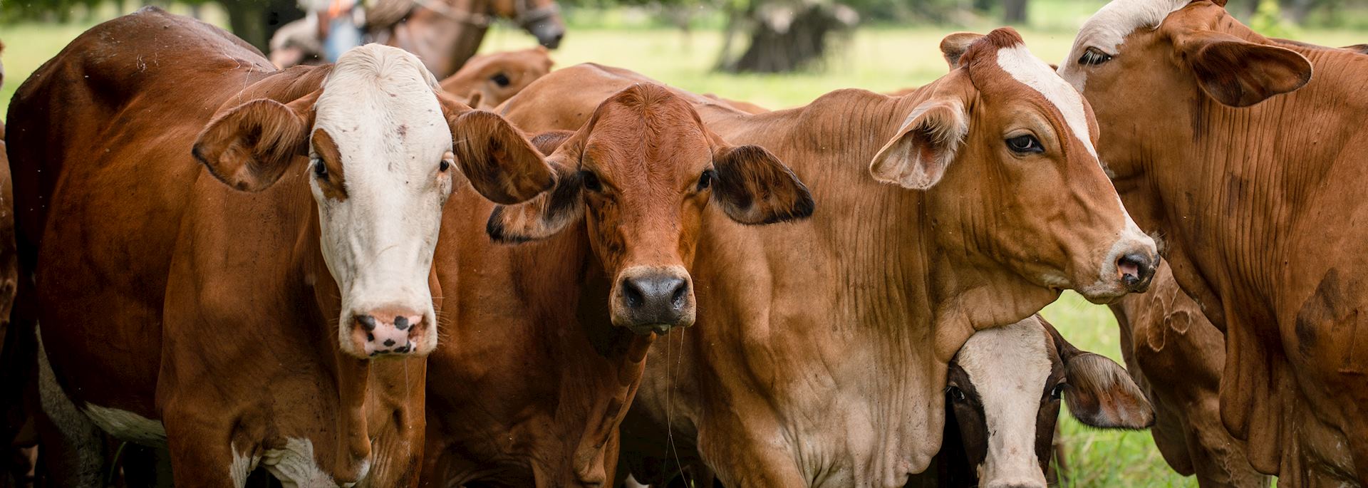 Cattle in Los Llanos