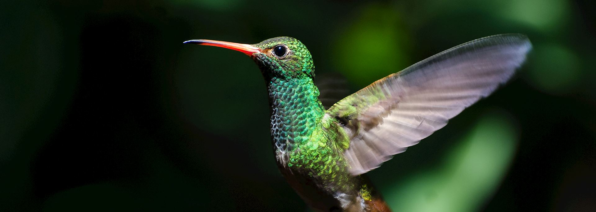 Hummingbird in the Ecuadorian cloudforest