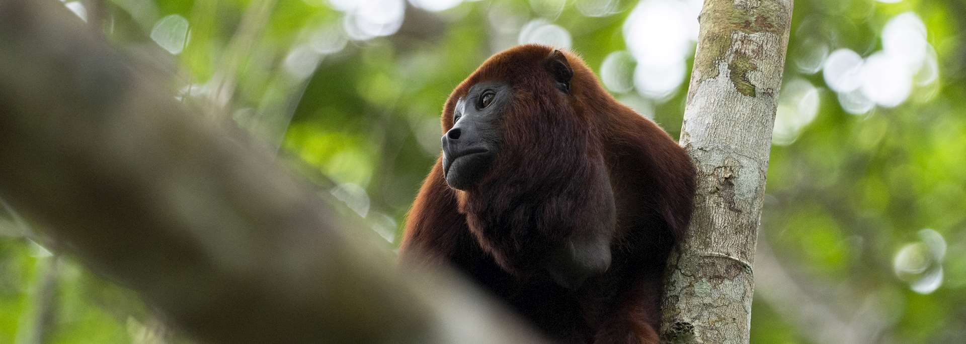 Howler monkey, Yasuni National Park