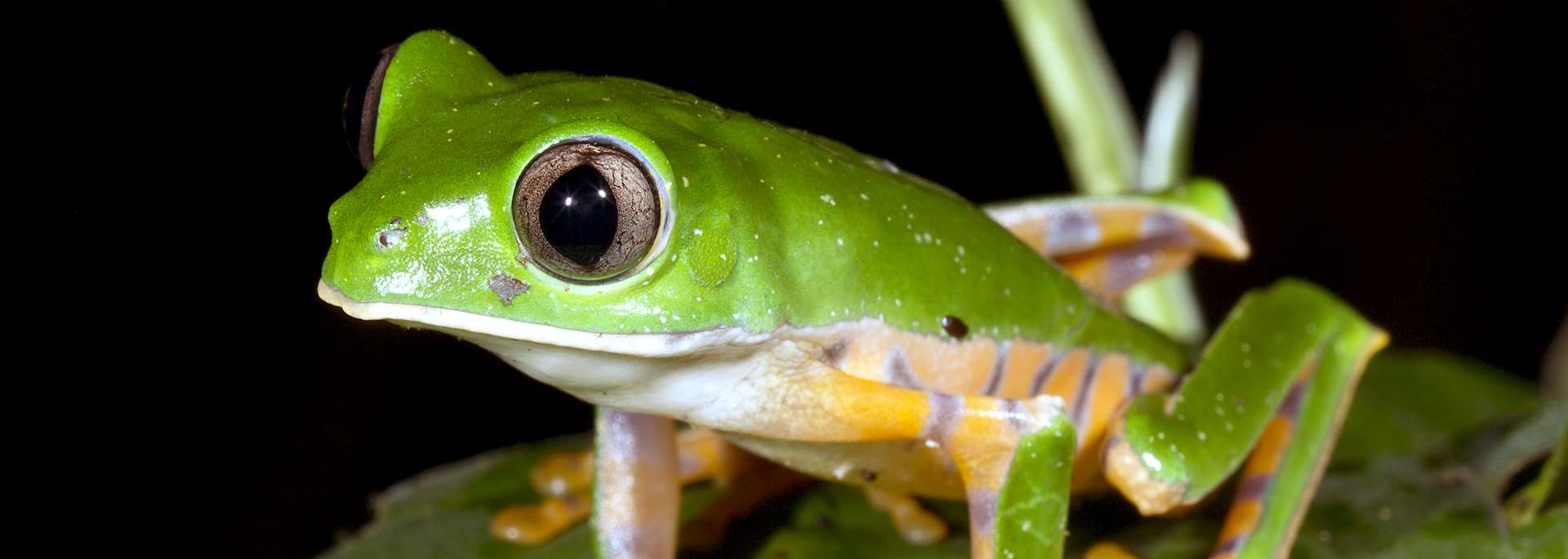 Tiger-striped monkey frog, Ecuadorian Amazon