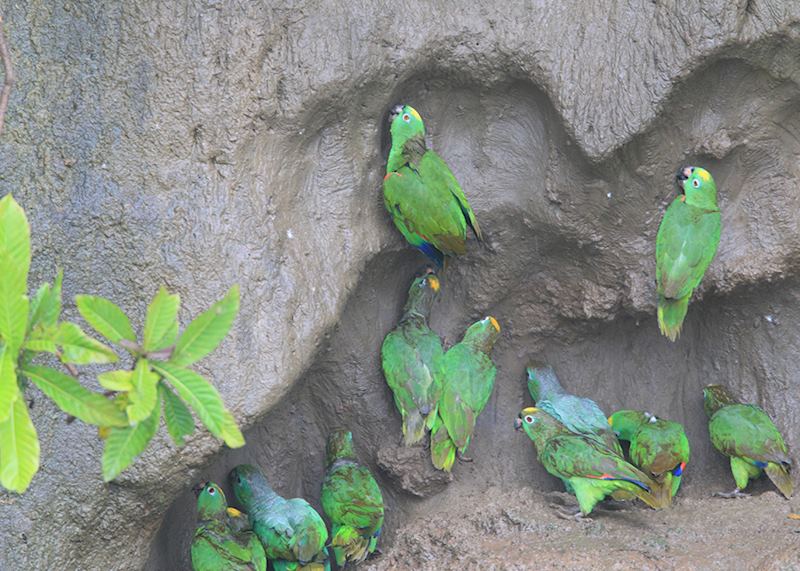 Yellow-crowned Amazon parrot