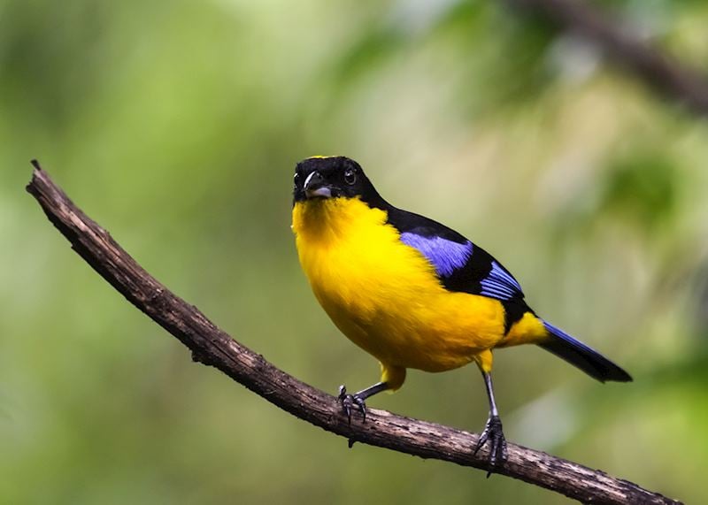 Blue-winged mountain tanager