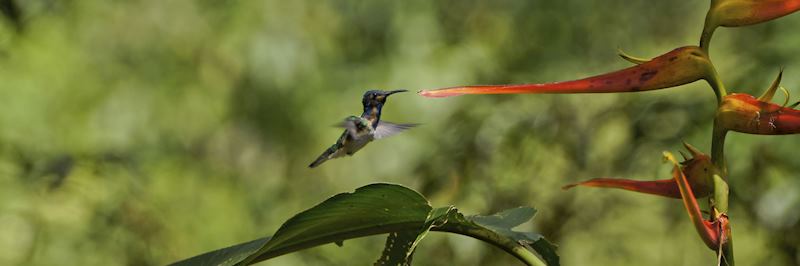 Hummingbird in the cloudforest area, north of Quito