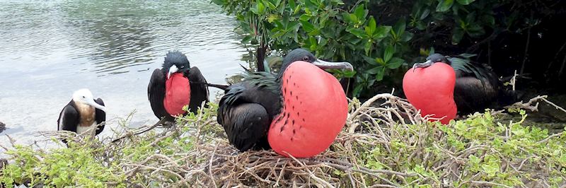Frigate birds in Great Darwin Bay, Genovesa Island