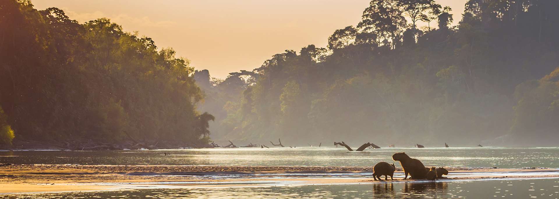 Capybara, Amazon Basin