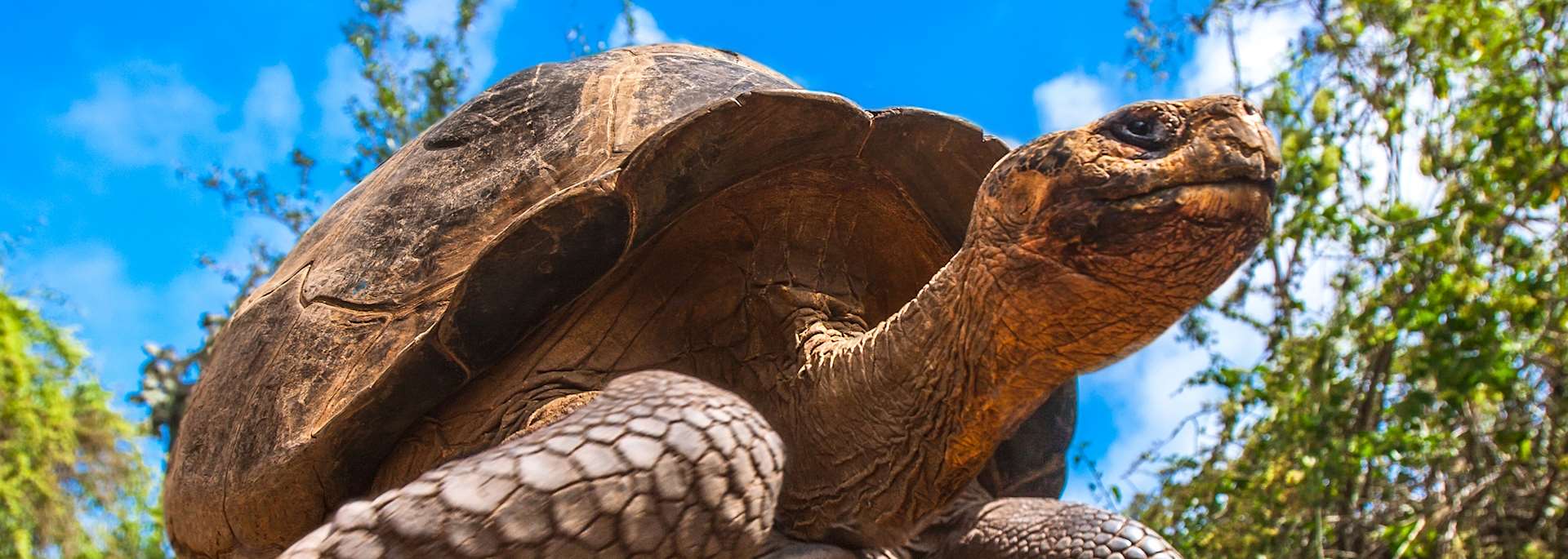 Giant tortoise, Galapagos Islands