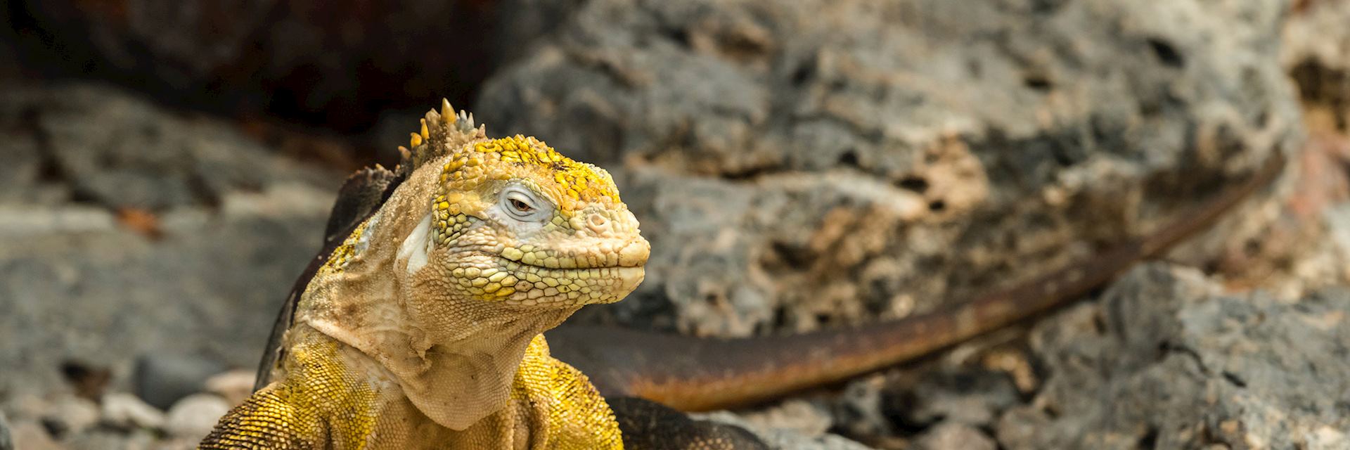 Land iguana on the Galapagos Islands