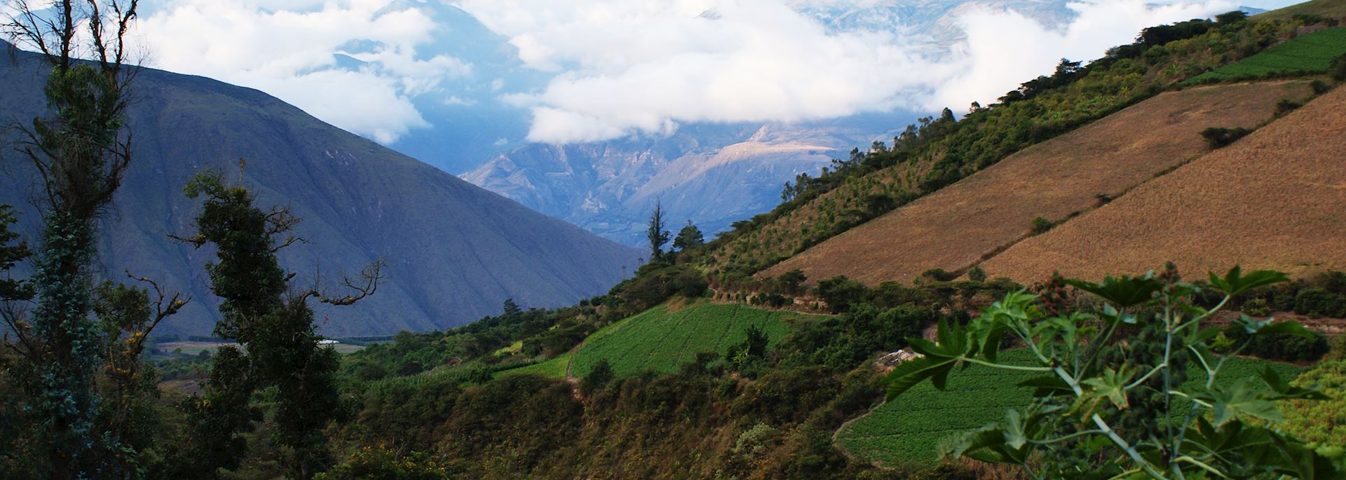 El Chota region, Ecuador