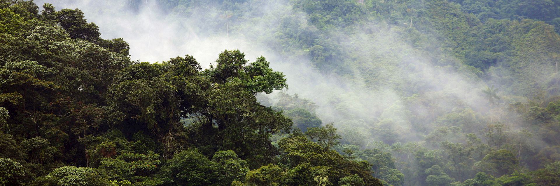 The Cloudforest