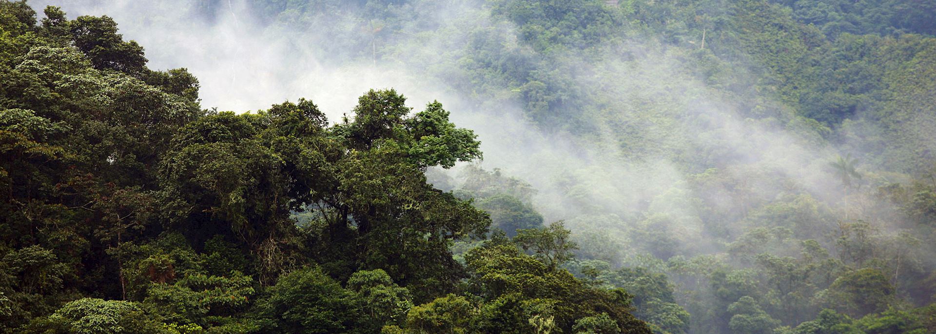 The Cloudforest