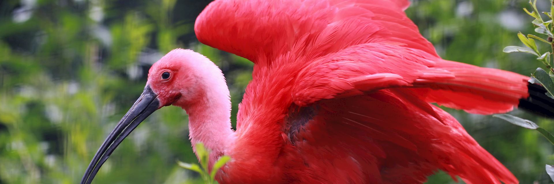 Scarlet ibis, Guyana