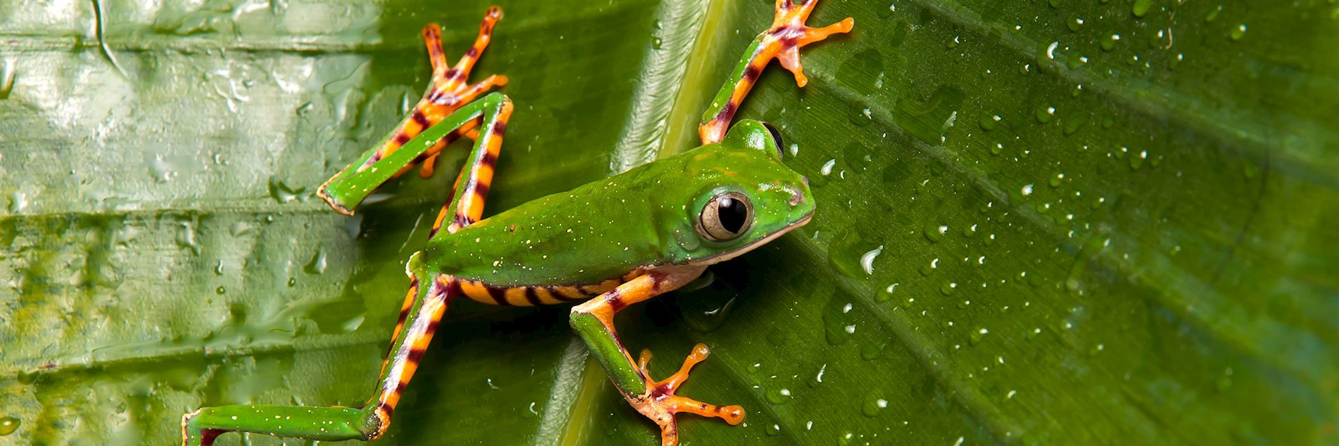 Frog, Guyana
