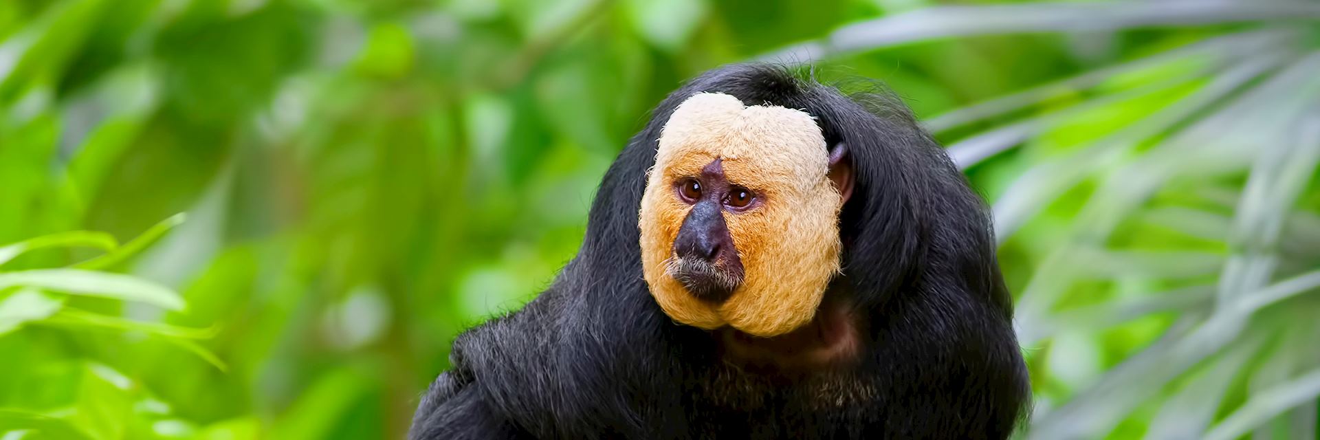 Saki monkey, Guyana