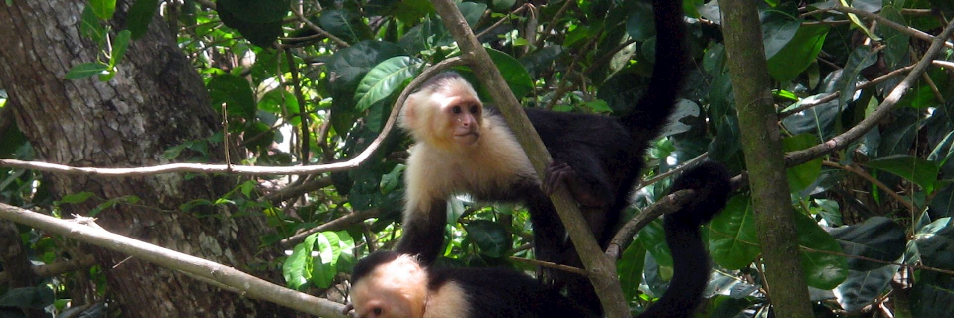 White faced monkeys, Iwokrama Forest, Guyana