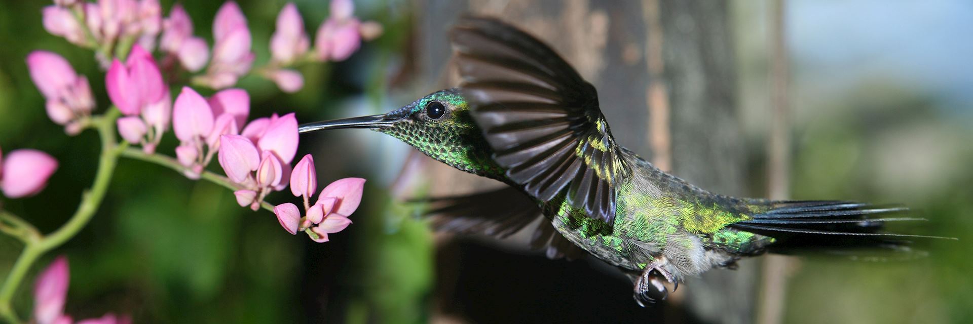 Hummingbird in Paraguay