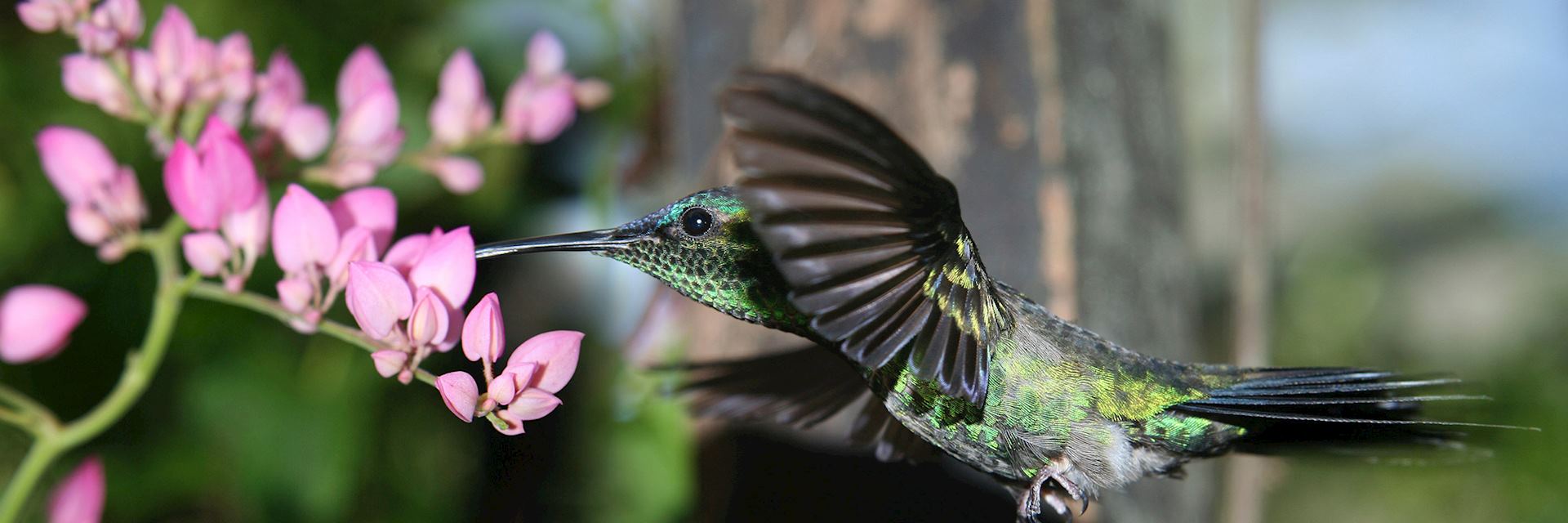 Hummingbird in flight, Paraguay