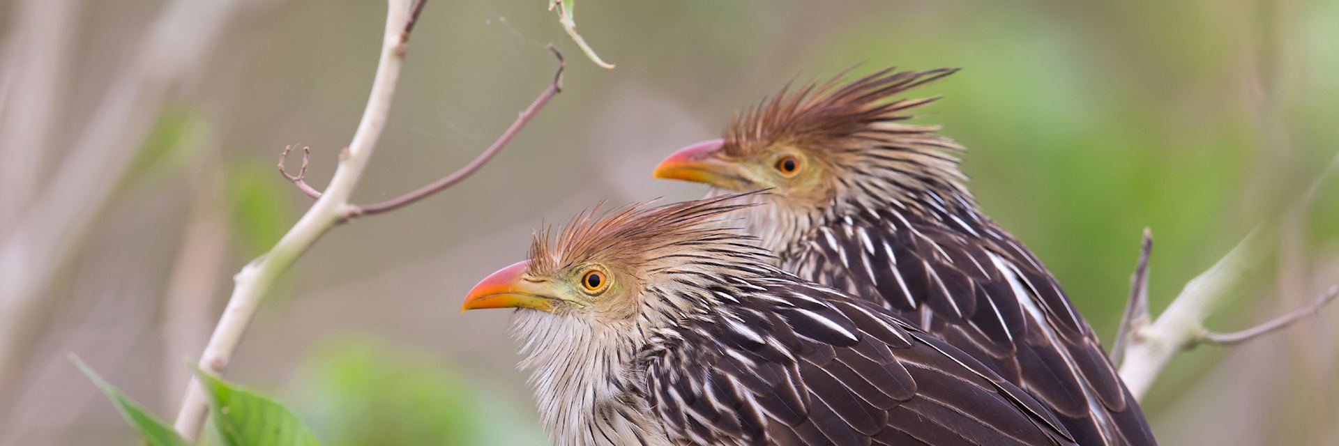 Guira cuckoos, Paraguay