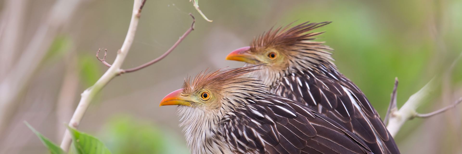 Guira cuckoos, Paraguay