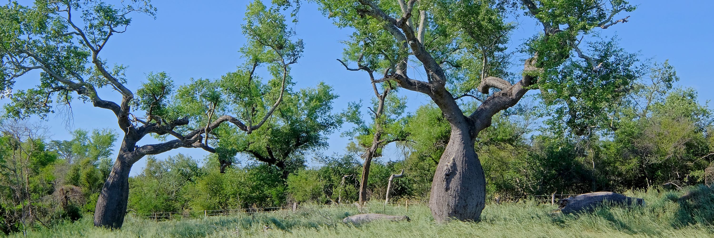 Visit The Chaco on a trip to Paraguay Audley Travel UK