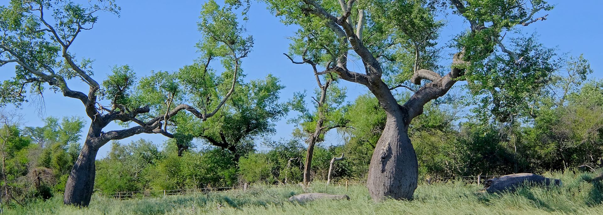 Ceiba trees in the Chaco, Paraguay