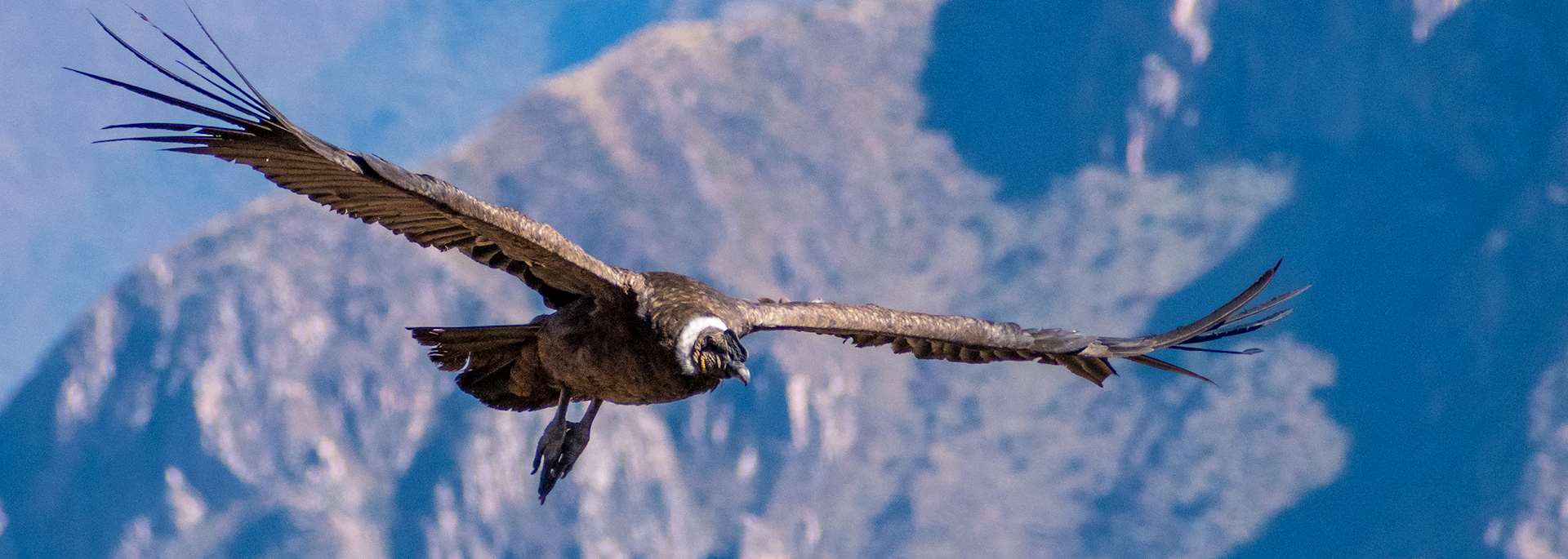 Condor, Colca Canyon