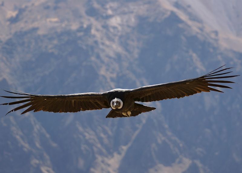 Condor, Colca Canyon