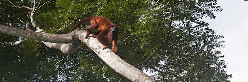 Howler monkey, Peruvian Amazon