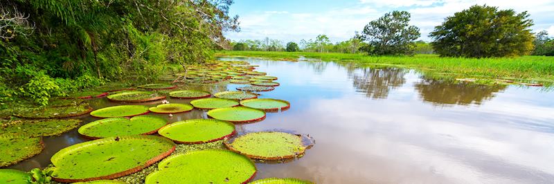 Lily pads, Peruvian Amazon
