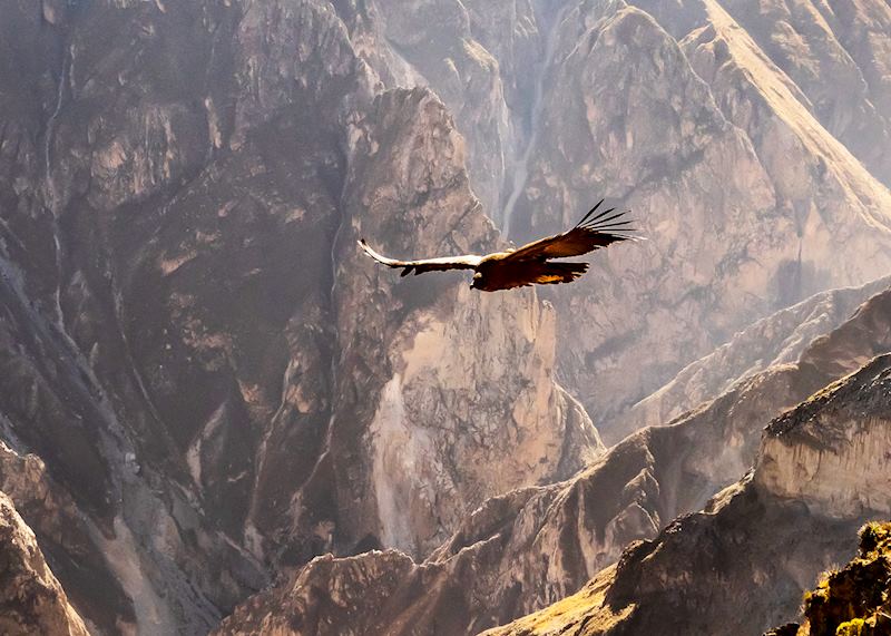 Andean condor, Colca Canyon