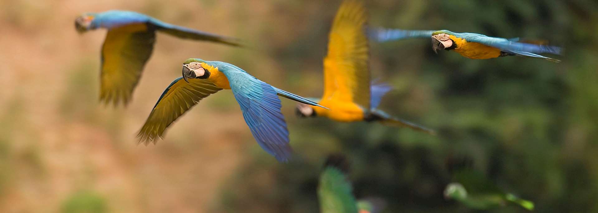Macaws and parrots