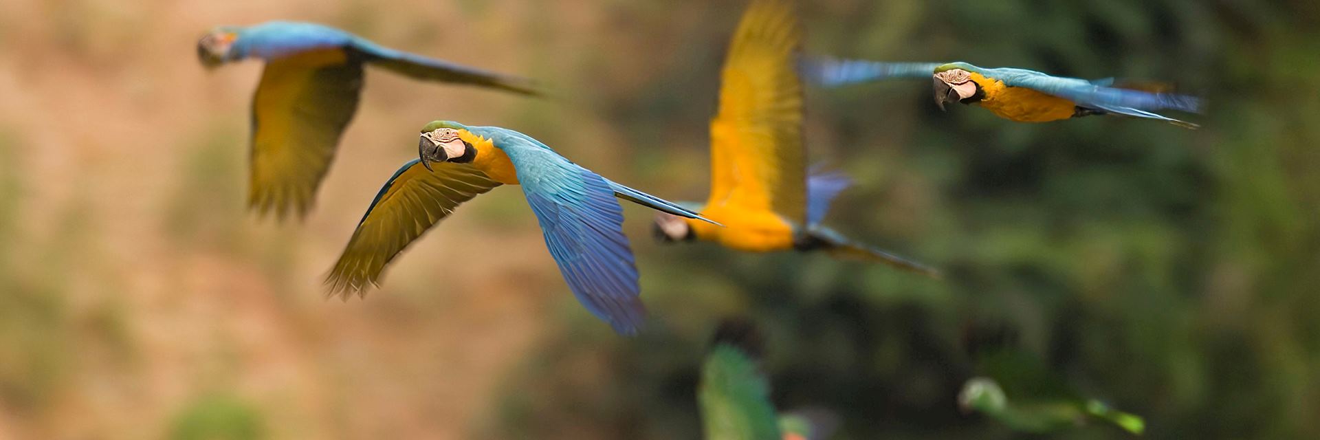 Macaws and parrots