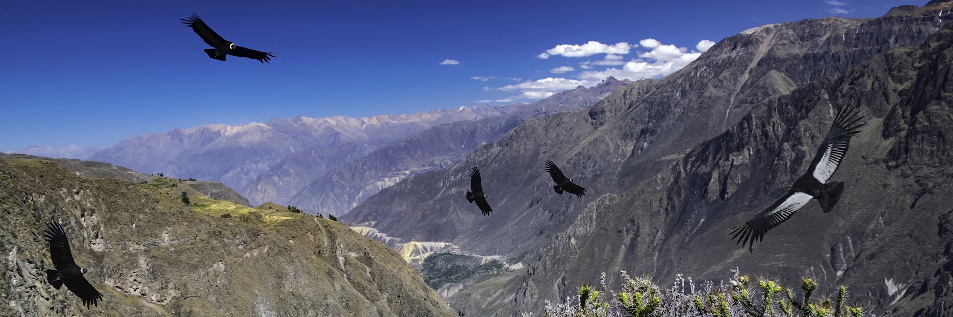 Condors flying above Colca Canyon